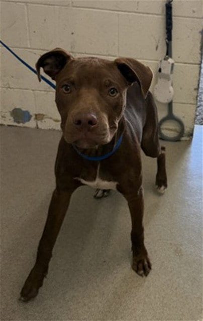 Photo of Graham, adoptable Pit Bull Terrier in San Bernardino, California