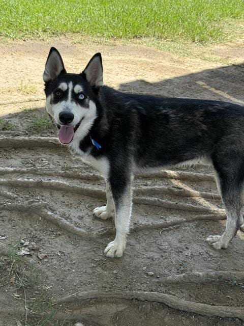 Photo of Neo, adoptable Siberian Husky in Riverside, California