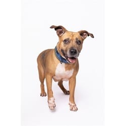 Photo of Nina, adoptable Black Mouth Cur in Doral, Florida