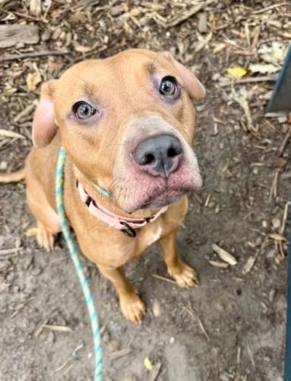 Photo of Olive, adoptable dog in Baltimore, Maryland