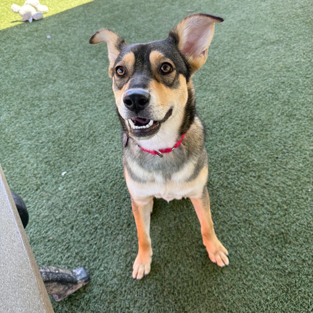 Photo of Hickory, adoptable Shepherd / Mix in Buellton, California