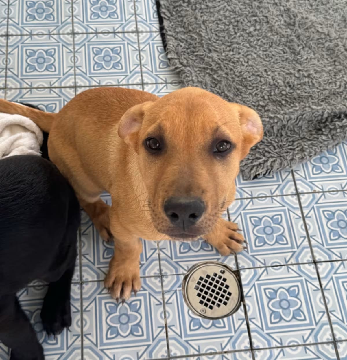 Photo of Rocket, adoptable Labrador Retriever/German Shepherd Dog in Tacoma, Washington