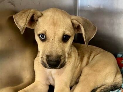 Photo of Luigi, adoptable dog in Georgetown, Texas