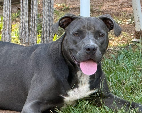 Photo of Fireheart Desperately needs Foster/Adopter, adoptable American Staffordshire Terrier in Atlanta, Georgia