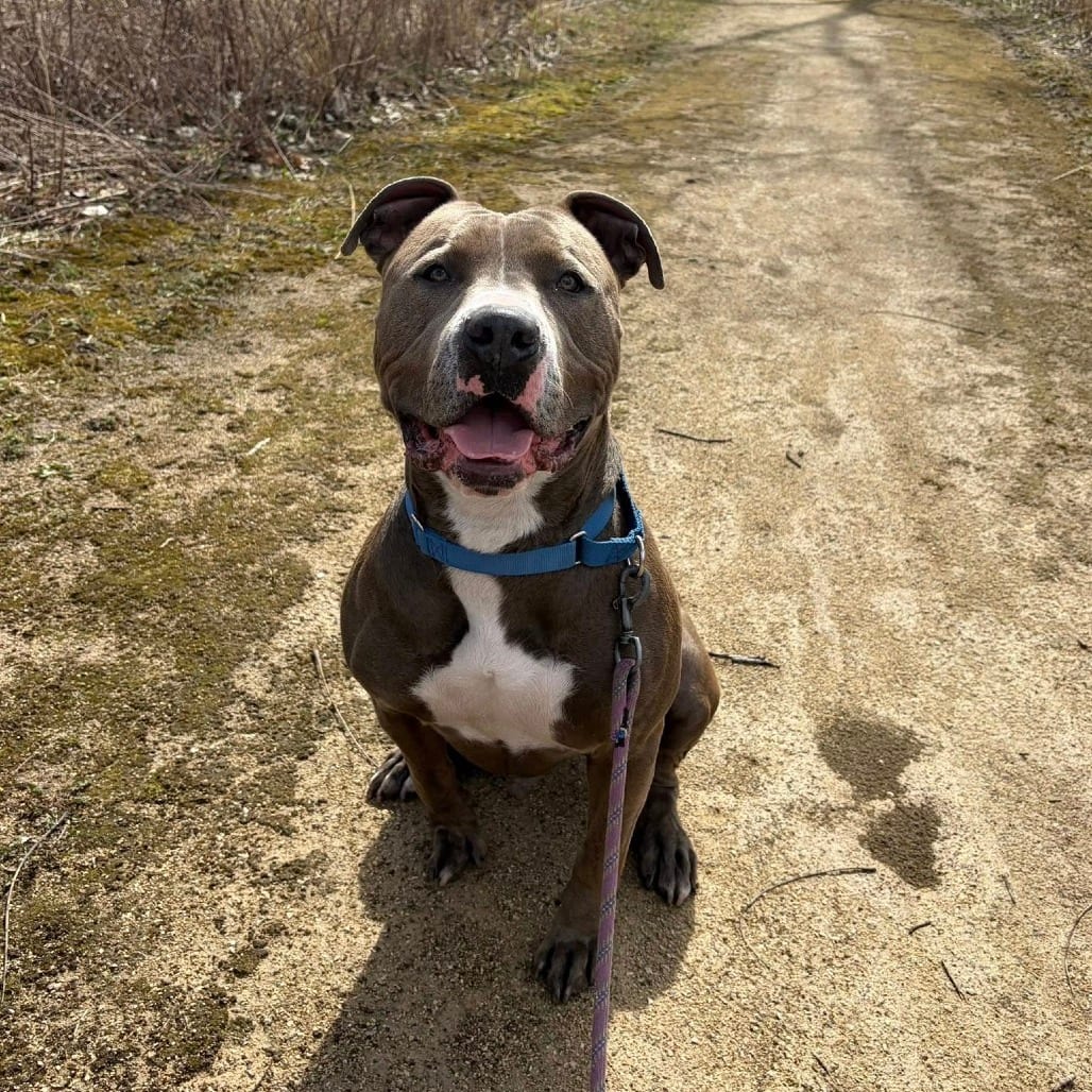 Photo of Dexter, adoptable Terrier, American Pit Bull in Riverwoods, Illinois