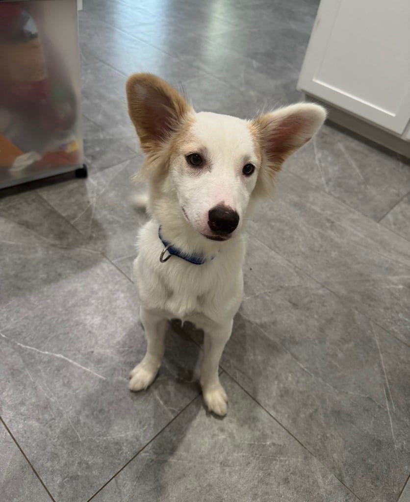 Photo of Mochi, adoptable Border Collie in Texas
