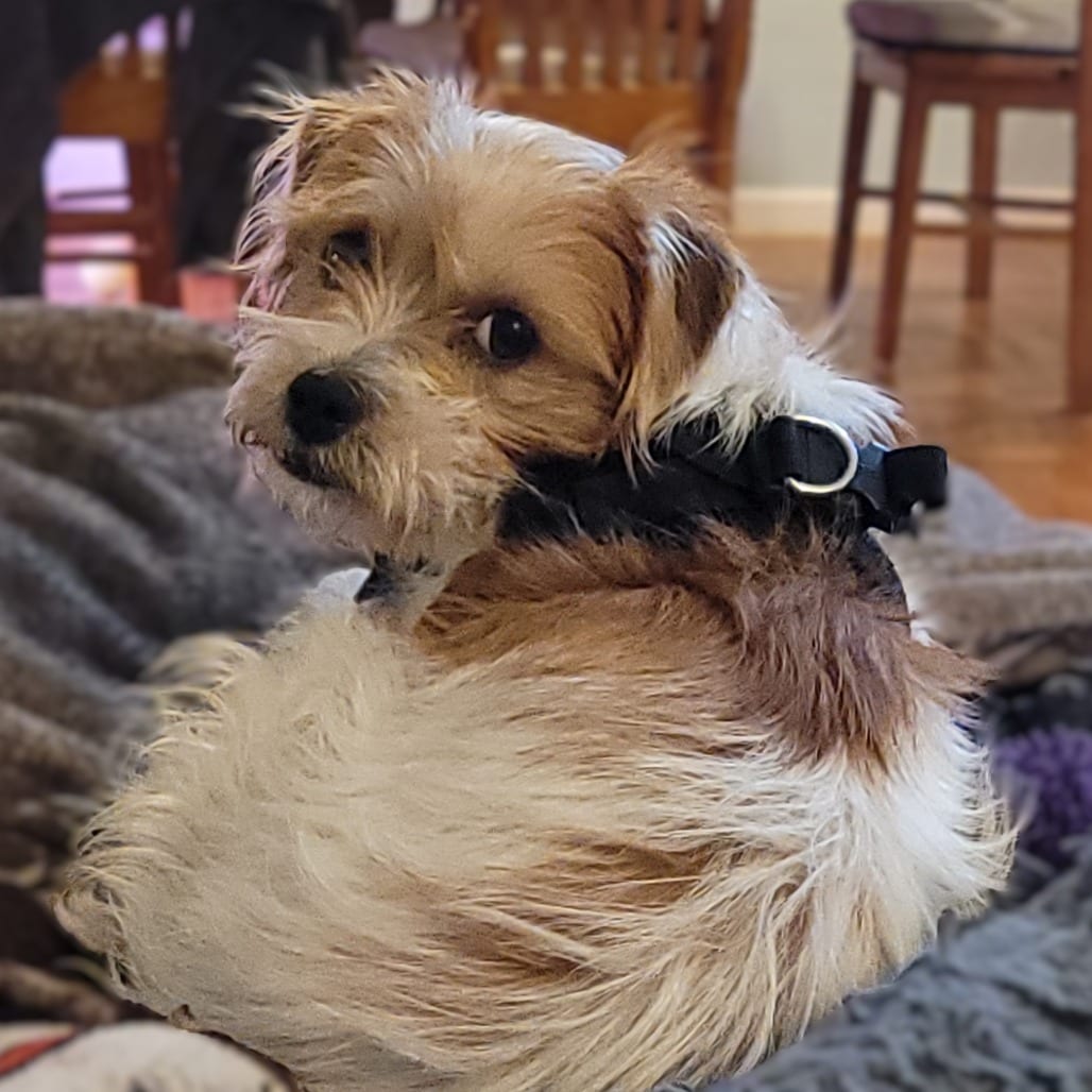 Photo of Tracy, adoptable Terrier / Mixed Breed (Small) in San Francisco, California