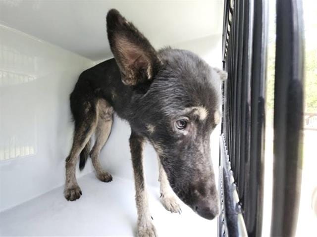 Photo of Senior German Shepherd Dog mix, adoptable German Shepherd Dog mix in Houston, Texas
