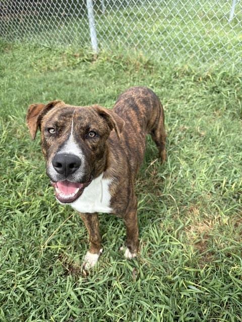 Photo of Andrew, adoptable Staffordshire Bull Terrier in Houston, Texas