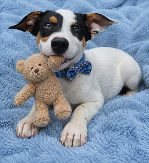 Photo of Vance - JackaBea designer puppy, adoptable Jack Russell Terrier in Mt. Laurel, New Jersey