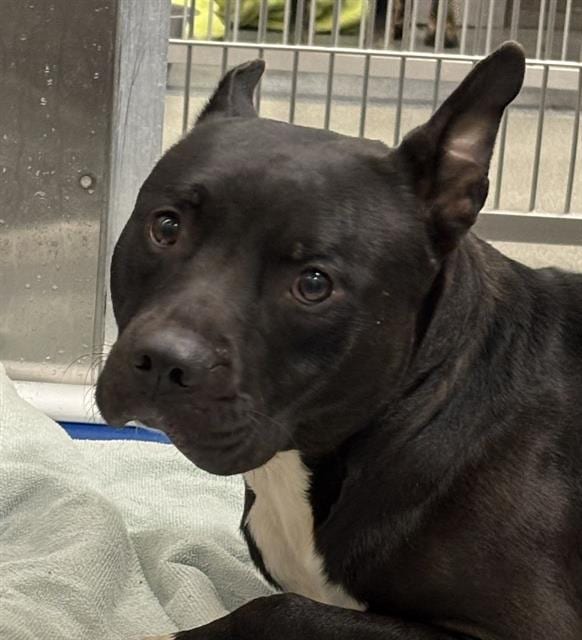 Photo of Blanket, adoptable Mixed Breed