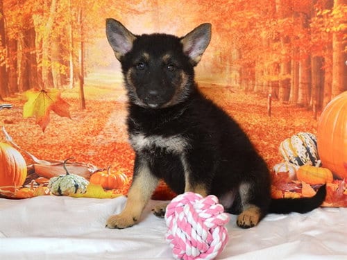 Photo of Autumn, adoptable German Shepherd Dog in Oroville, California
