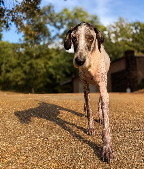 Photo of Lynard, adoptable Poodle (Standard) in Stratham, New Hampshire