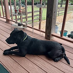 Photo of Rebecca, adoptable Black Mouth Cur in Kensett, Arkansas
