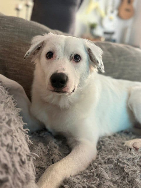 Photo of Daphne (D Pups), adoptable Great Pyrenees in Brewster, New York
