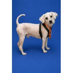 Photo of Duke, adoptable Poodle (Miniature) in Doral, Florida