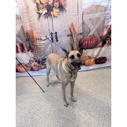 Photo of Moshi, adoptable German Shepherd Dog in Doral, Florida