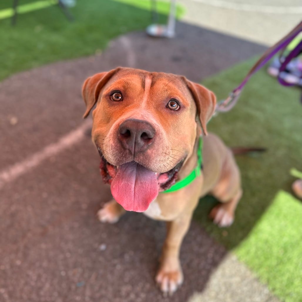 Photo of Crixus, adoptable Mixed Breed (Medium) / Mixed Breed (Medium) in Whitestone, New York