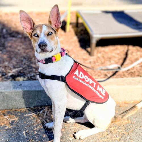 Photo of Orchid, adoptable German Shepherd Dog in Oakland, California