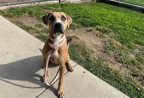 Photo of Ziggy, adoptable Pit Bull Terrier in Pueblo, Colorado