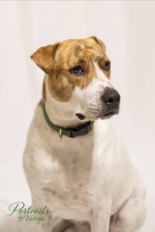 Photo of Rose, adoptable Cattle Dog in Rosenberg, Texas