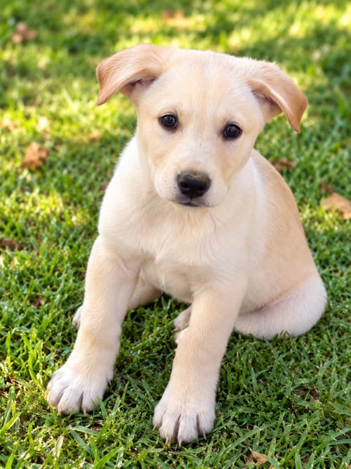 Photo of Captain America, adoptable Golden Retriever in Nashville, Tennessee