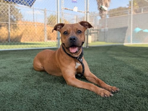Photo of Roxy, adoptable Pit Bull Terrier in Los Angeles, California