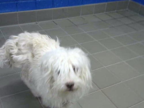 Photo of Blueberry, adoptable Poodle (Miniature) in Albuquerque, New Mexico
