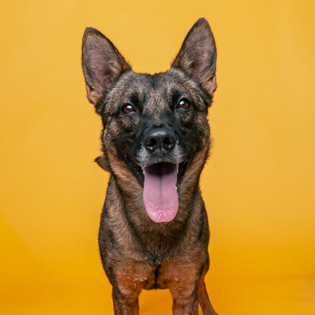 Photo of Tommy (bonded), adoptable Malinois, Belgian / Mixed Breed (Medium) in Patchogue, New York