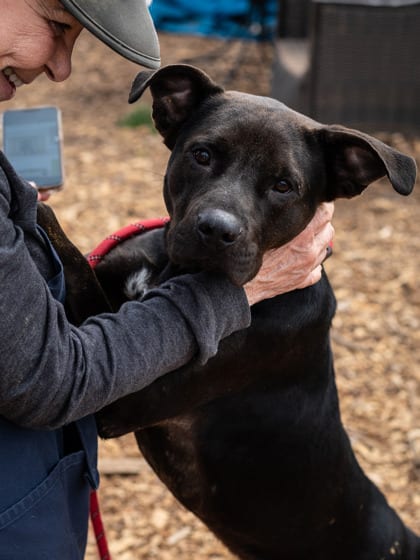 Photo of Patrick- IN FOSTER, adoptable dog in Chamblee, Georgia