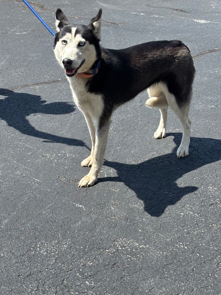Photo of Everest, adoptable Siberian Husky in Findlay, Ohio