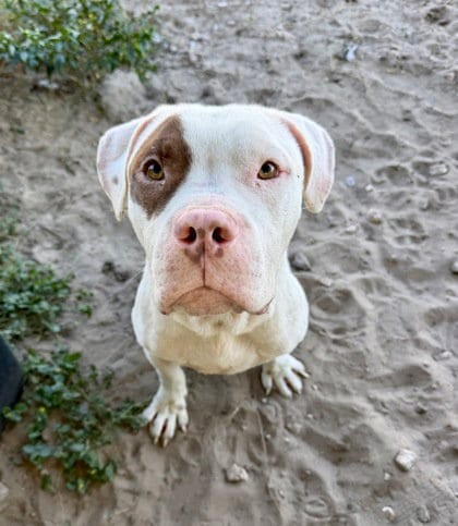 Photo of Target, adoptable Pit Bull Terrier in Inverness, Florida