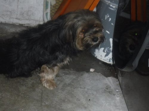 Photo of A2824323, adoptable Terrier in Miami, Florida