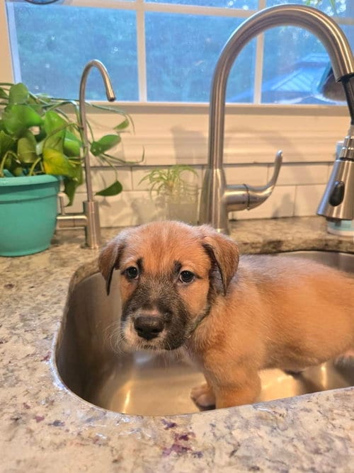 Photo of Jessy, adoptable Unknown breed in Holbrook, New York