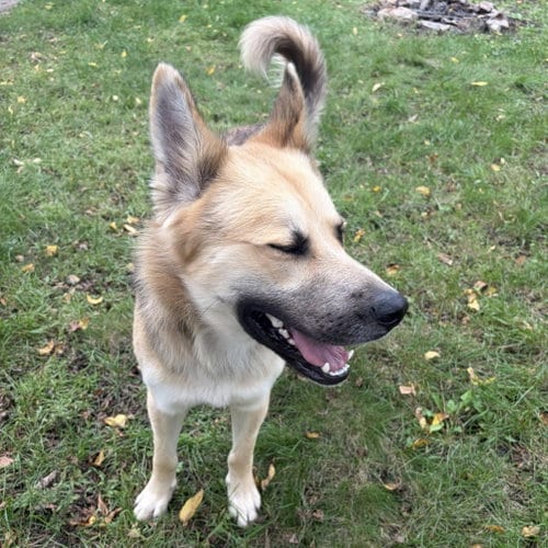 Photo of Chase, adoptable German Shepherd Dog in St. Paul, Minnesota
