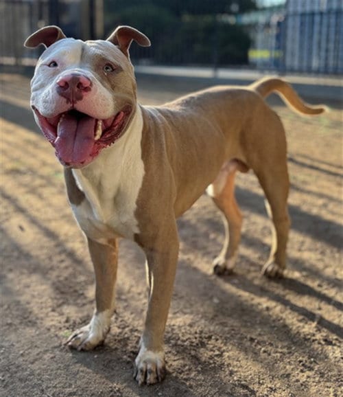 Photo of Tucker, adoptable American Pit Bull Terrier in Riverside, California
