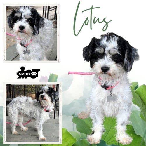 Photo of Lotus (Ritzy), adoptable Maltese in Lindsay, California