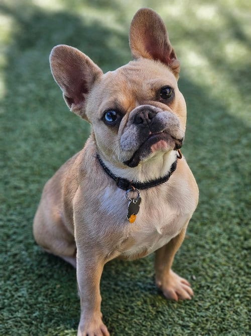 Photo of Sailor (Special Needs), adoptable French Bulldog in Lake Elsinore, California