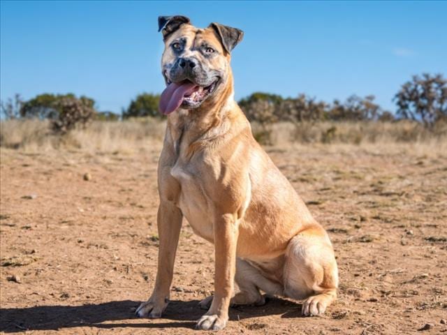 Photo of Macy, adoptable Mixed Breed in Santa Fe, New Mexico