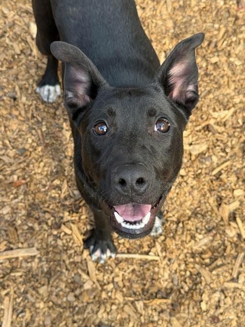Photo of Swatch, adoptable German Shepherd Dog in South Lake Tahoe, California
