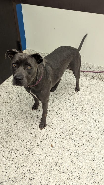 Photo of Pearl, adoptable dog in Atlanta, Georgia