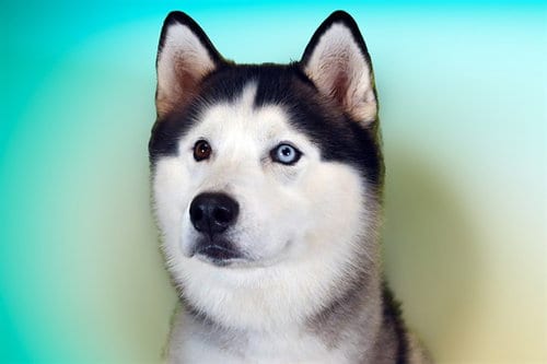 Photo of Blue, adoptable Siberian Husky in Ft Lauderdale, Florida