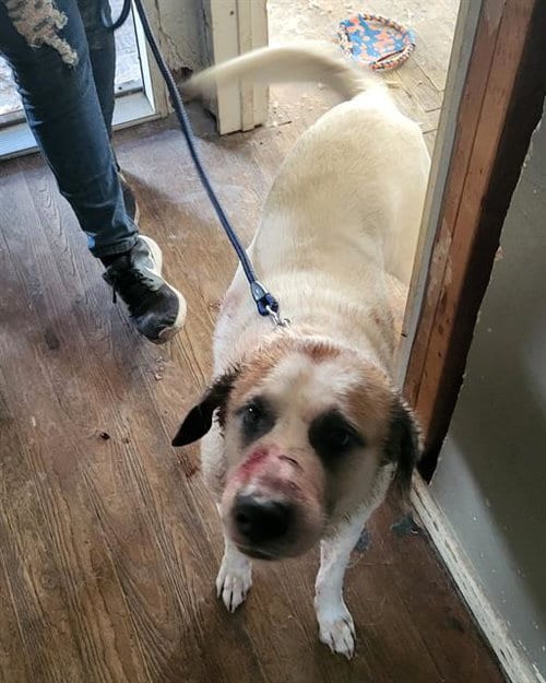 Photo of Russel, adoptable Great Pyrenees in San Antonio, Texas