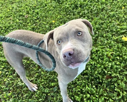 Photo of Chimuelo, adoptable American Pit Bull Terrier in Albuquerque, New Mexico