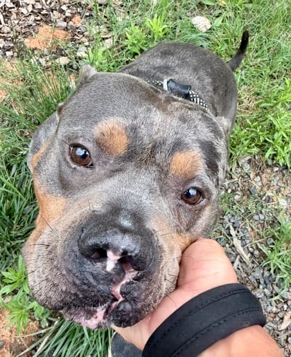 Photo of Aries, adoptable dog in Atlanta, Georgia