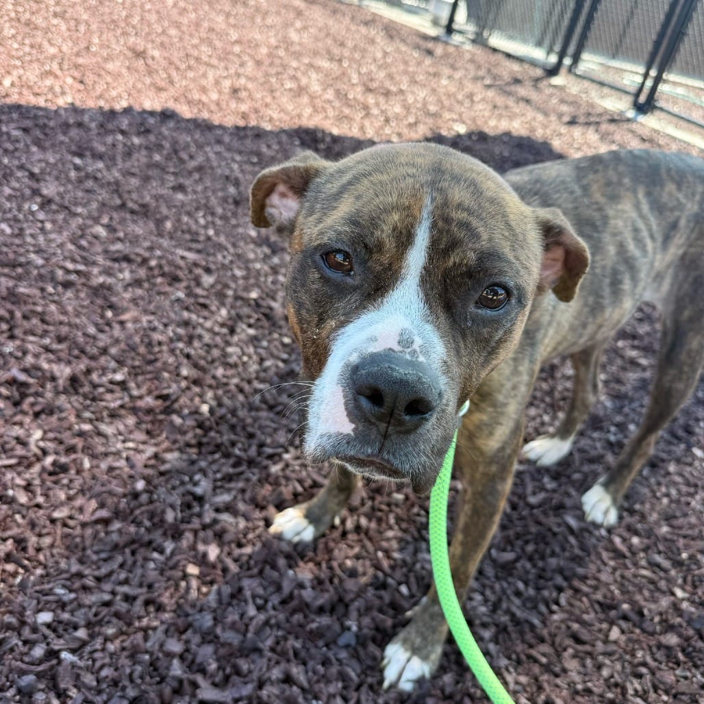 Photo of Louboutin / Nala, adoptable Terrier, American Staffordshire / Mix in Spartanburg, South Carolina