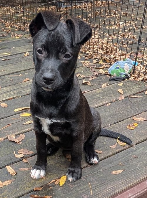 Photo of Harriet, adoptable Border Collie in West Des Moines, Iowa
