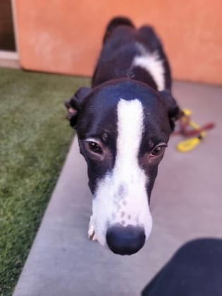 Photo of Worcestershire, adoptable dog in Farmington, New Mexico