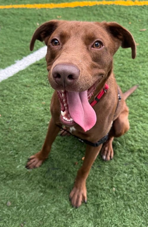 Photo of Sable, adoptable Vizsla in Greenbelt, Maryland