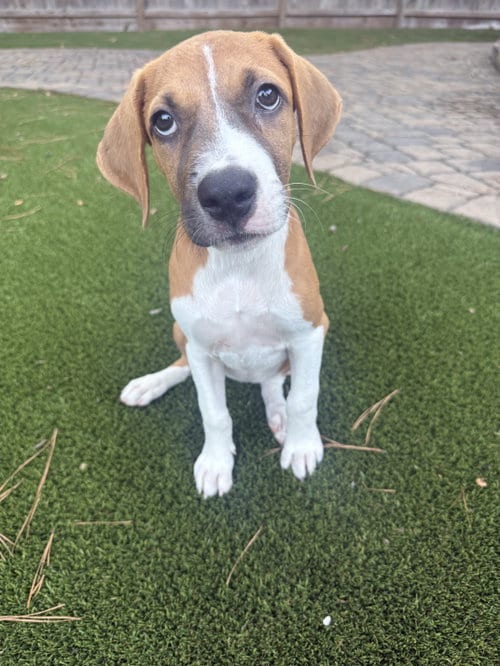 Photo of Georgia, adoptable Rhodesian Ridgeback in The Woodlands, Texas